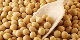 Oil Seeds - Groundnuts, Peanuts, Sesame, Cotton, Sunflower, Soybean